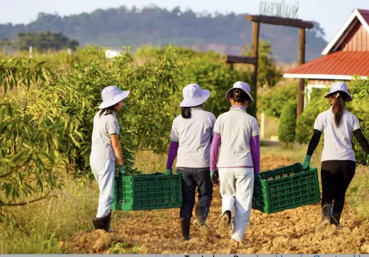Avocado farming with solar power in Myanmar