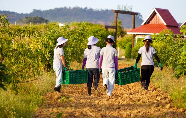 Workers harvest avocados in Myanmar.
