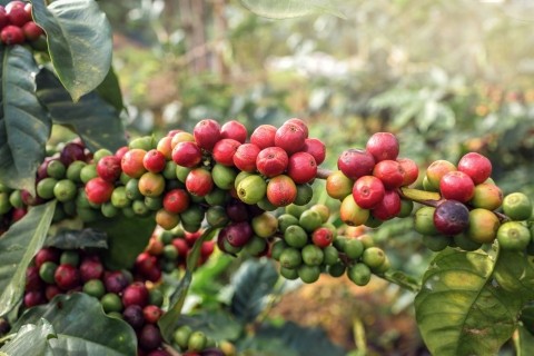 Collaboration to Establish Carbon Footprint Baselines for Robusta Coffee Production